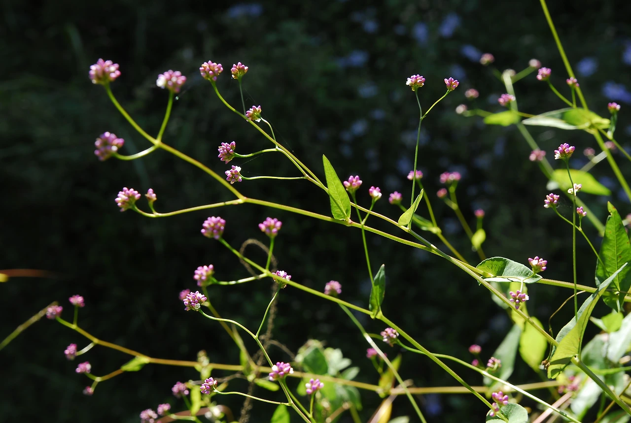 _DSC0315 미꾸리낚시.JPG