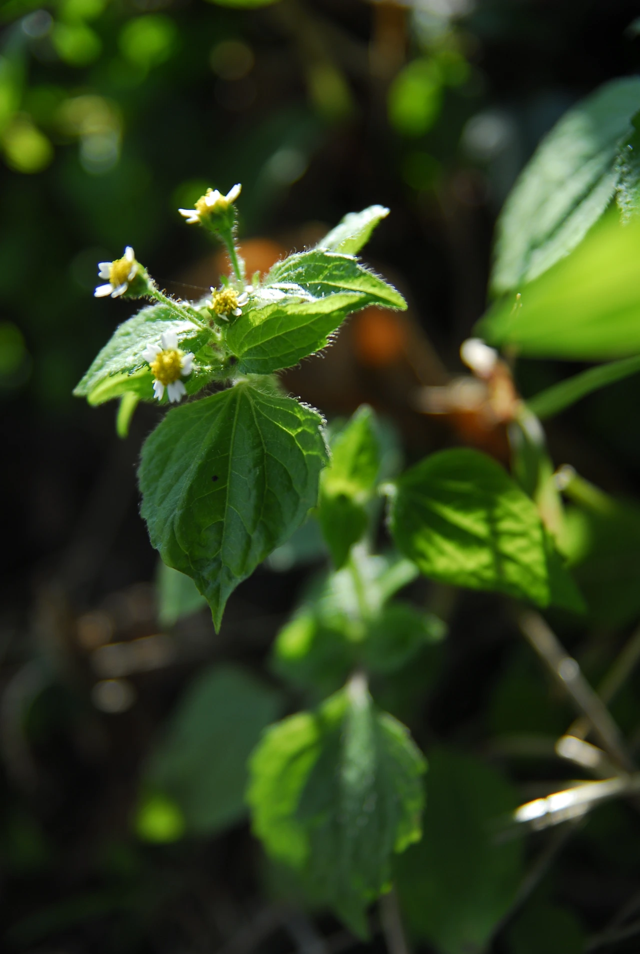 _DSC0168 털별꽃아재비.JPG