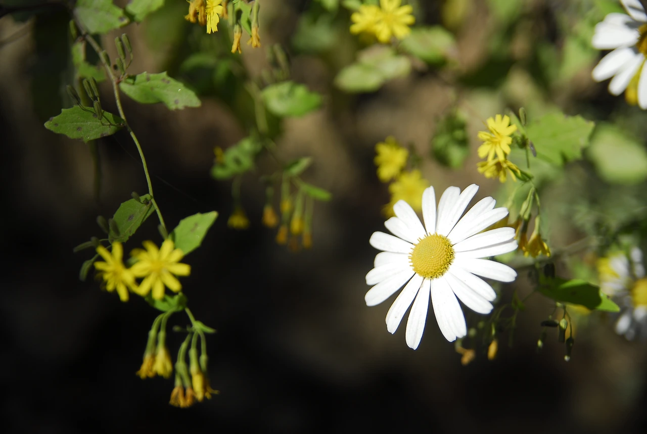 _DSC0286 포천구절초.JPG