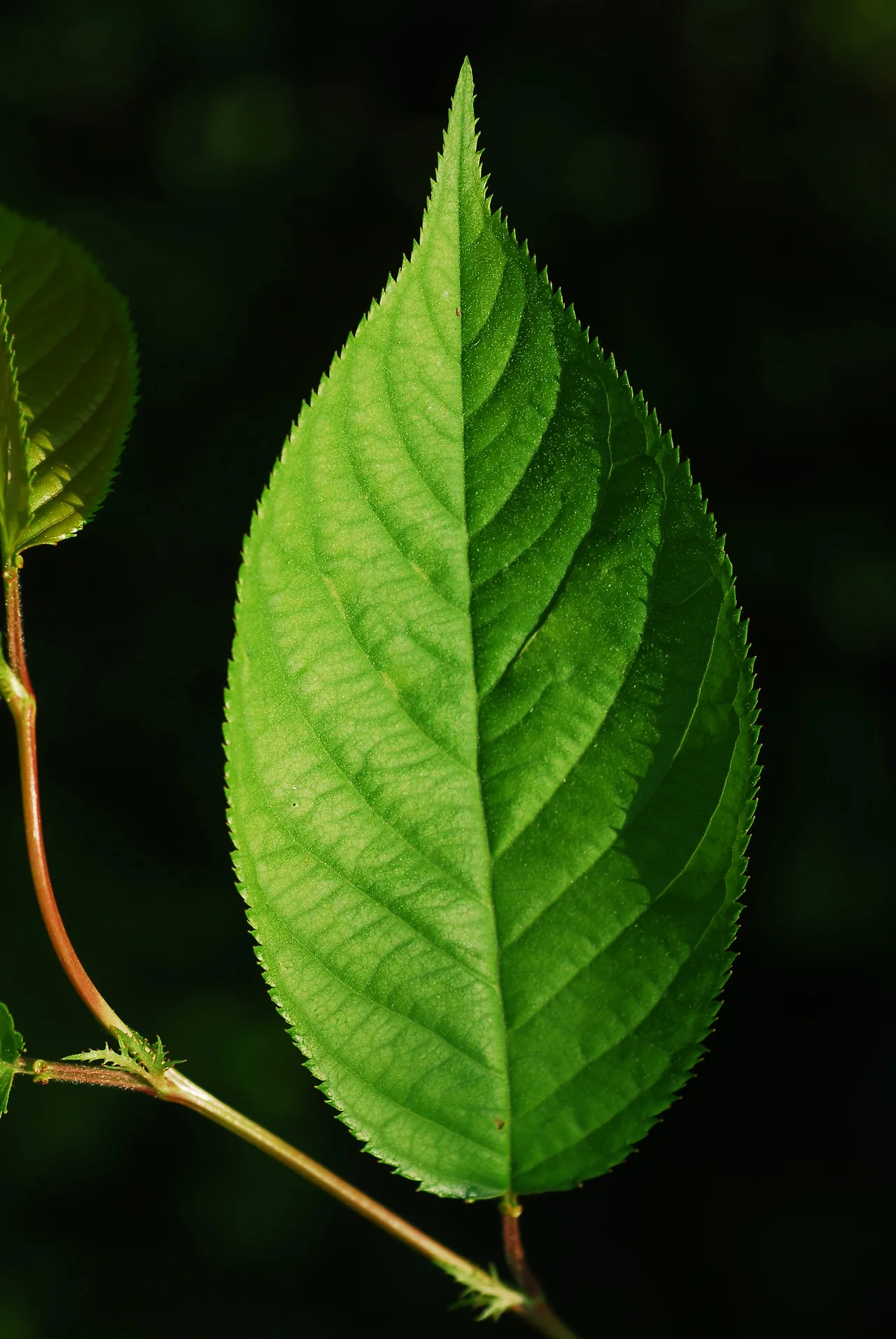 벚꽃나무 잎.JPG