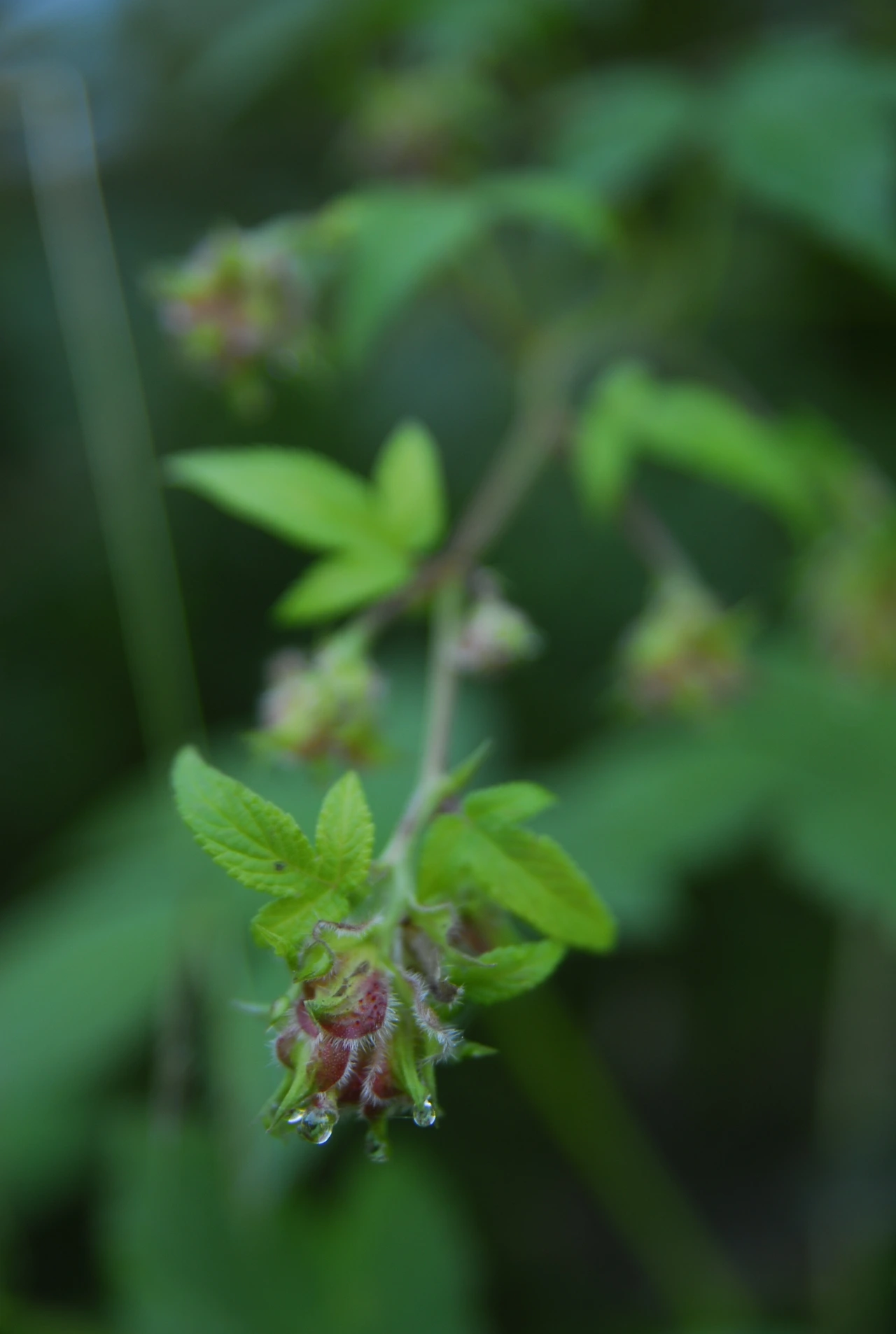 _DSC0173 환삼덩굴 암꽃.JPG