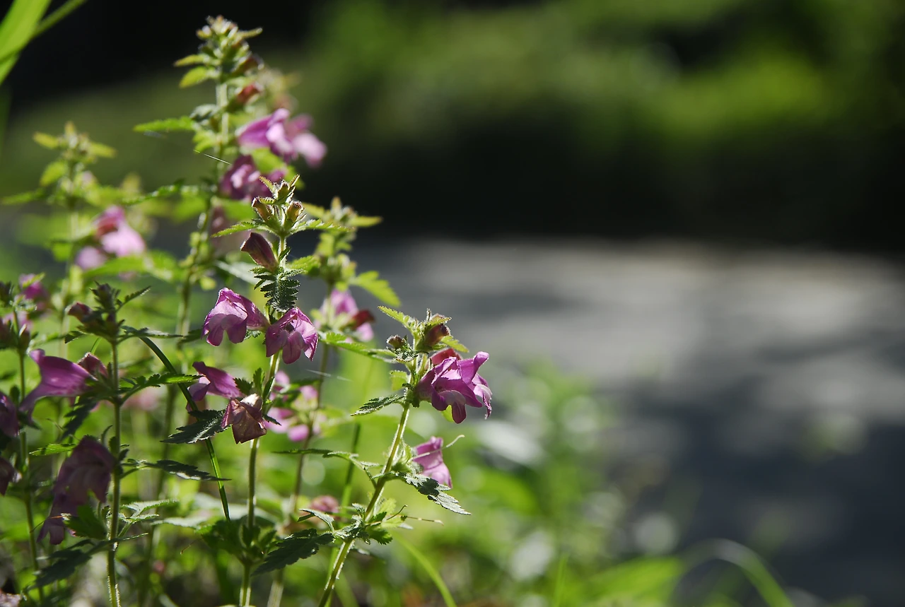 _DSC0207 나도송이풀.JPG