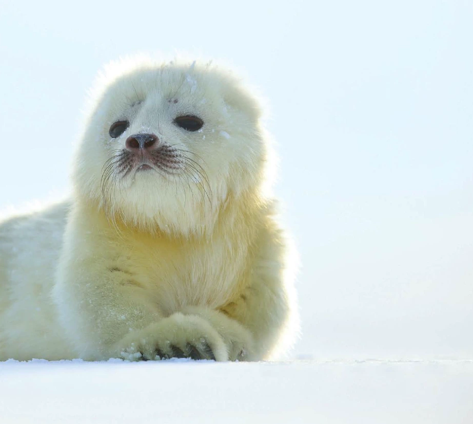 2016-04-25_21%3B37%3B57.PNG?type=w966