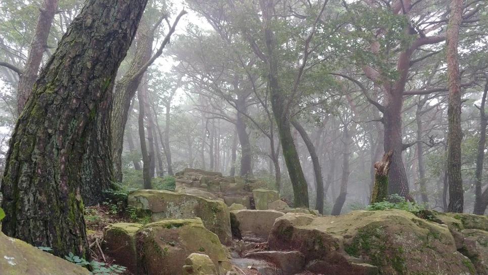 20200801_082205.jpg?type=w966