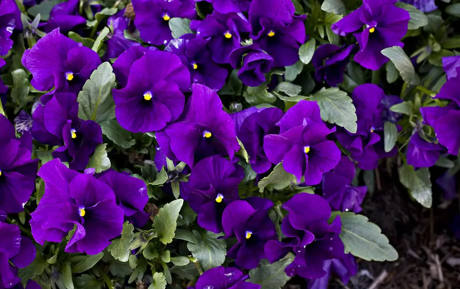 Dwarf III a-close-up-of-purple-pansy-flowers-hannele-lahti.jpg