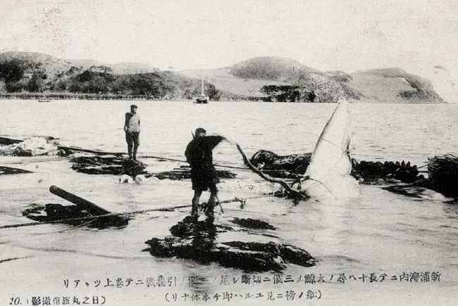 일제강점기 포경 모습. 일본인들이 동해안에서 고래를 잡아 해체하고 있다. 울산 등 동해안에는 고대로부터 고래가 흔했다. 사진 수원광교박물관.jpeg