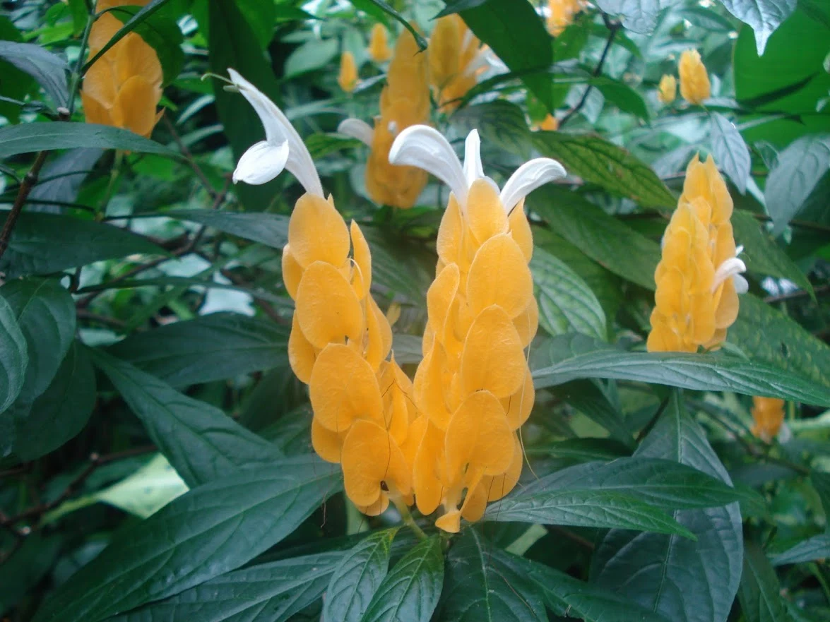 OOpWtSG4AoXhN1YuD2Gje8gYdscQC2fAWW6xsnByWekNfXFFBU-fBpsBmhjE4s1SvG6gBbUM2x45sQgc7dUCRTMa86DqJZm11_hVhebKyaFBfSTIW_CfmPrcEoc3MdRzdKVaurlh9B65OMK3nvs7uUvUE_3Xa82Cs_dYGUymYTq6EHqyS2wsb2KA-xUVluwlmsuWSlcXXZv9zAyQHrBDERqTojSqyDG_MjVJRMZYQSlfiF8dYCbrET0e2LduwXqjZdZlLkyO1pmIxhYAiYcL6Lj9XsoOevks29JLwxki8qykbbvhvY2_5Peu6Ir3GPcaADxpjs64ZpH1gNUs92a9_UUx3kf38cNj-g6Q8nlxDCBs2lW9Ve60WCixcP6LD075iu_iPT76IldywpWhRzNFpR1yKPhLdVcMOxPhcgqG93NojDa8b_snLeuWIJe3dSejJ2JQDL5HIzV4zl7ubumwQiKPY76SFiCUx_tP4_Zhug2_8Lx0Gr1pblNKUcHD1Z4DqyegPh6pN7CCHi1Yh2vWW1obdwjamJZl_xNaFkR24FtDAAaDBp3sa3SUfF9xSGAre83iR0mKcCTWfK9IXugdP8TLjnUnqAa9TcJAFHg2ysL9fOn8rbNFDJzGdm0jiuV7RJ_CmjcW3fX_yJh0jesTCveoS4nXEoN6UW4gHcrEm0Ia6M81GDxC3xZJSFs-gBw=w1175-h882-no?authuser=0