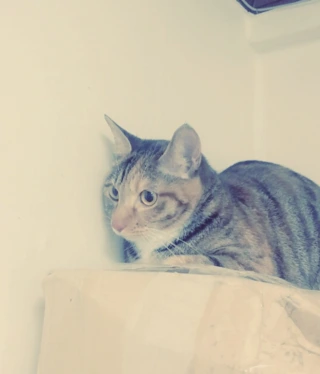 %B1%D7%B8%B21.png?type=w2