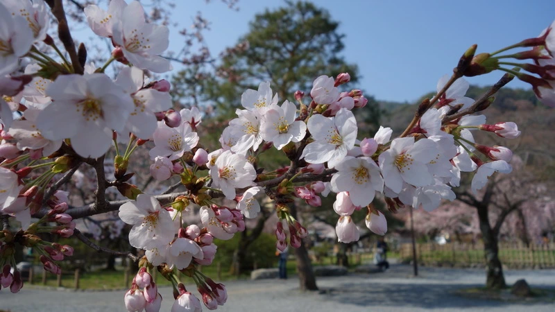 2015-03 - 아라시야마 (09)_resize.JPG