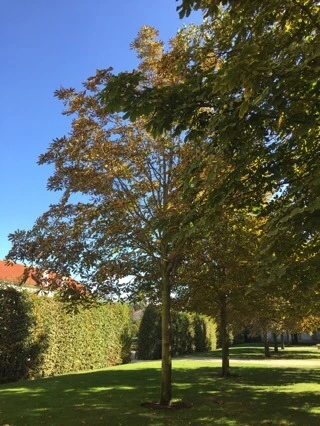 attachImage_4205753612.jpeg?type=w773