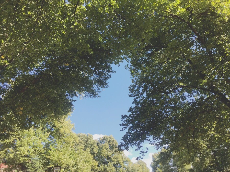 IMG_1551.jpg?type=w1