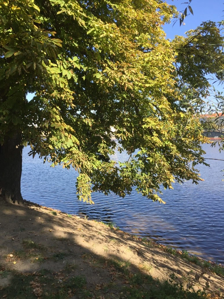 P20151001_200908101_AC420F53-C149-47C9-97C0-86110D313F30.JPG?type=w773