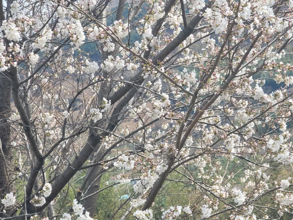 20250329_115816.jpg?type=w1