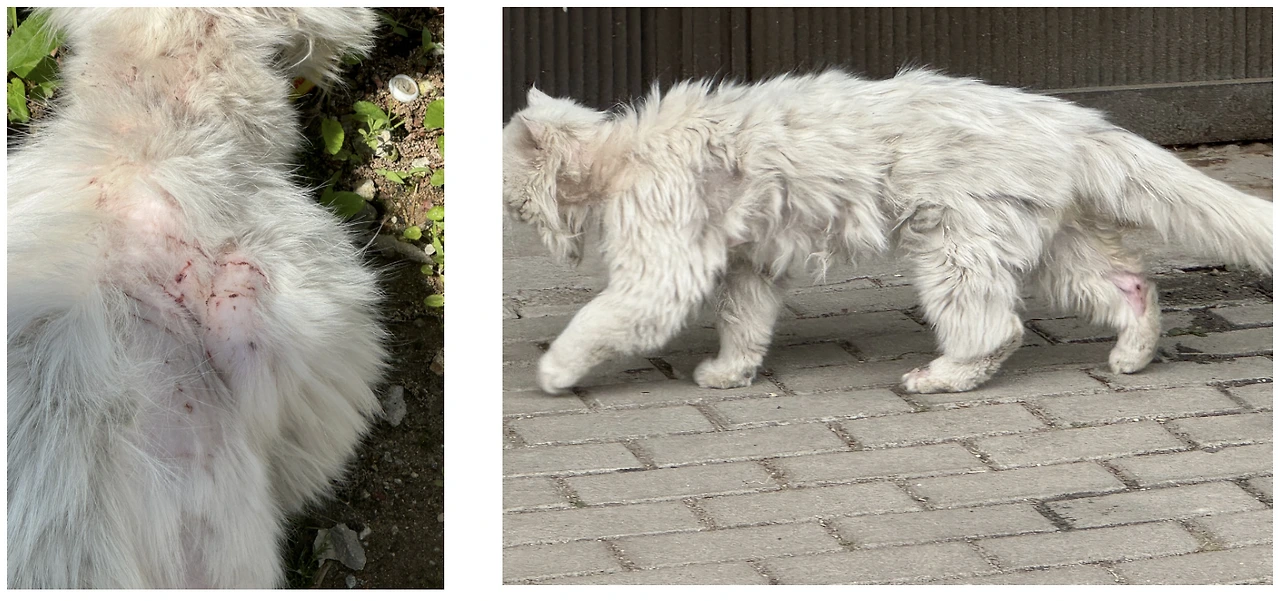 9IeG0f7h02T2MbP9qBiNkpPY168bWDdCSZcm0o4m362JS0jUQapdS5XLNEzCNN7zBi930qCFx00HAqnTupDUdAFb6-a1KREjcCX7lTFhT56gemj-9Vbs=s0