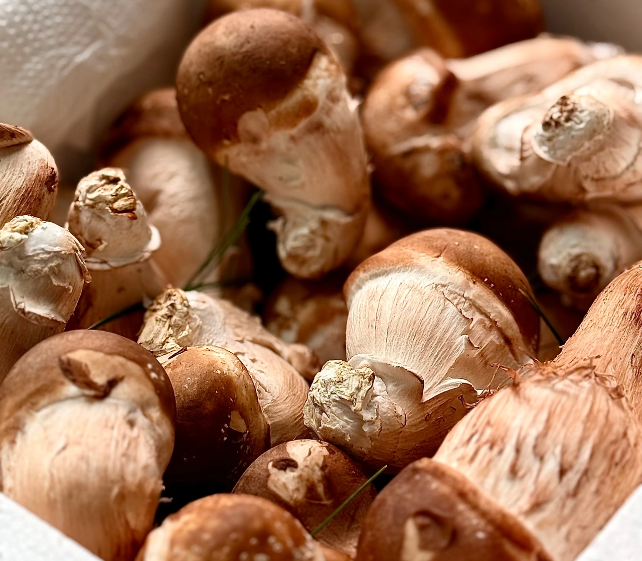 KakaoTalk_Photo_2025-09-28-10-10-31 002.jpeg