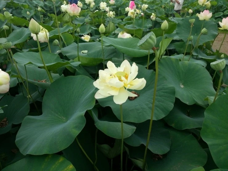 20140712_105102.jpg?type=w2