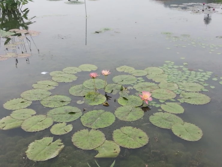 20140712_104751.jpg?type=w2