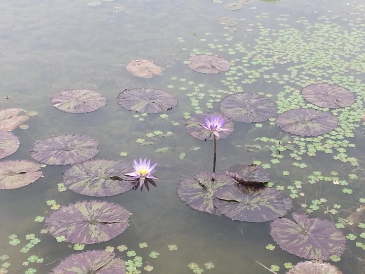 20140712_104717.jpg?type=w2