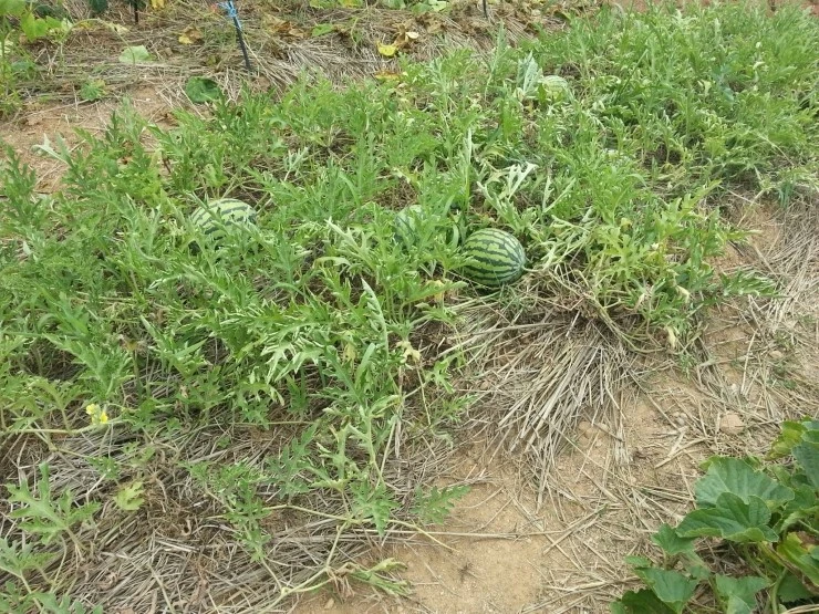 20140712_111312.jpg?type=w2