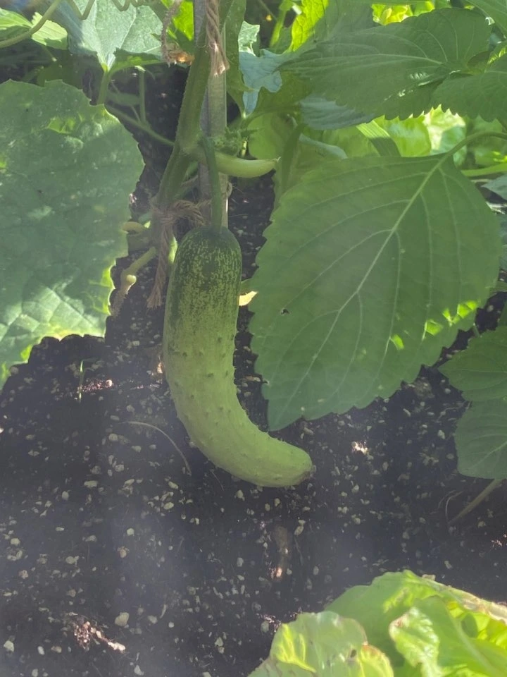 10-3 텃밭.jpeg