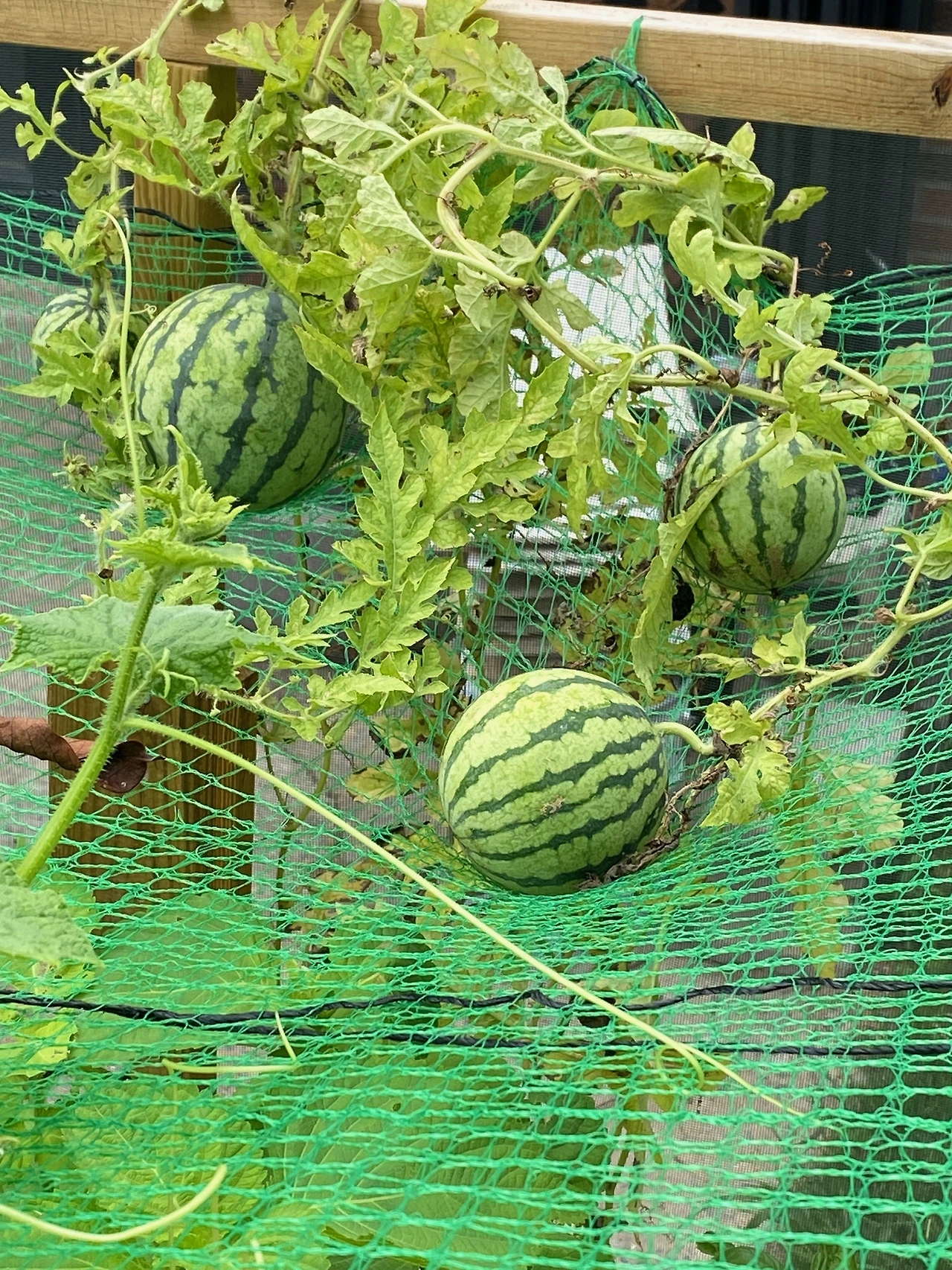 수박1.JPG