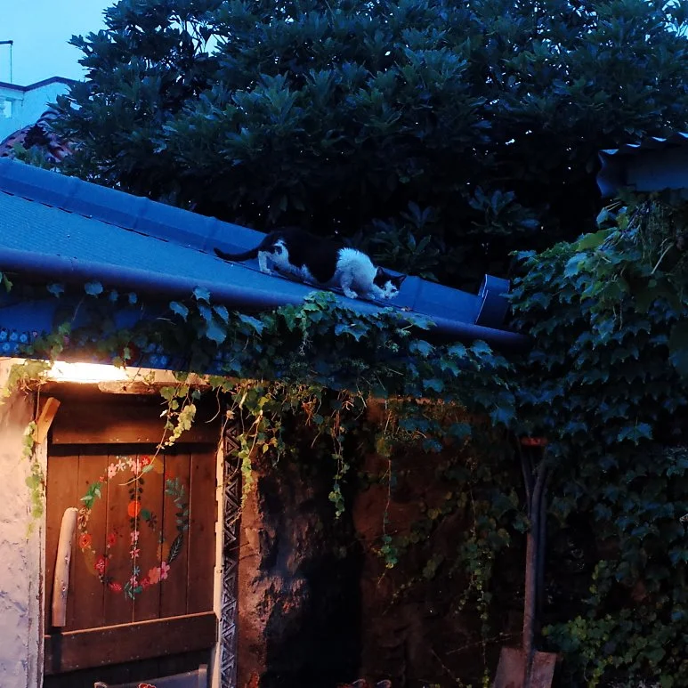 R0000308.JPG?type=w773