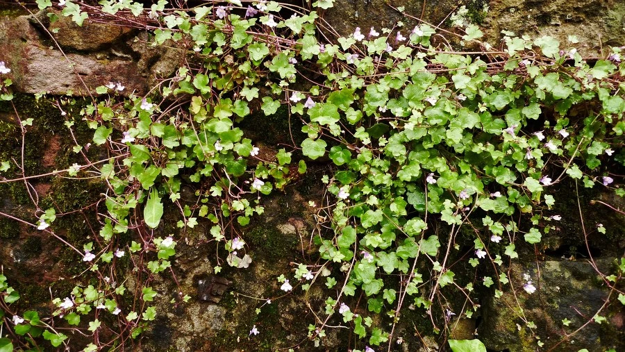 23486C45537CCEF4322A99