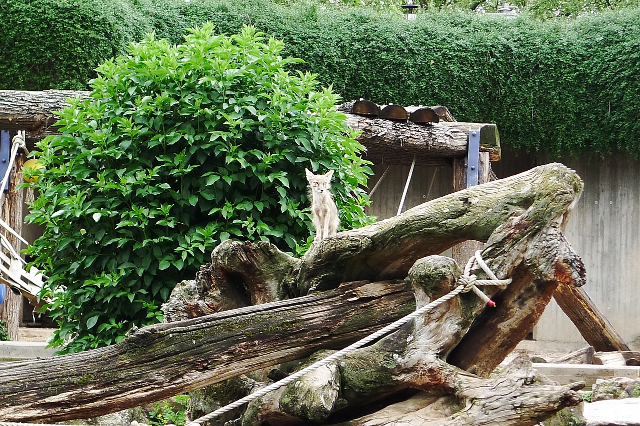 [독일_하이델베르크] 심심한 여우들 (2).JPG