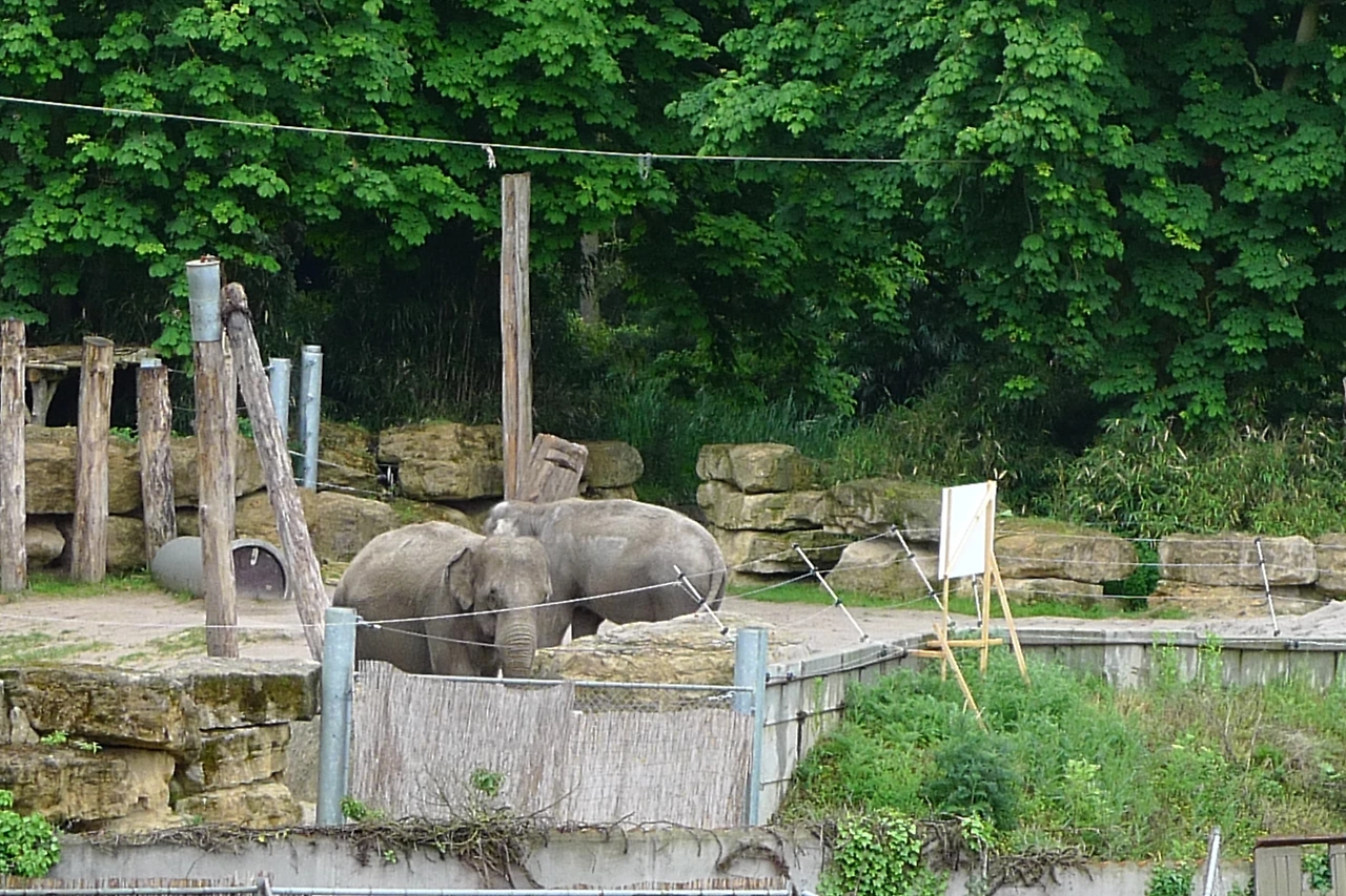 [독일_하이델베르크] 호스텔 옆 동물원.JPG