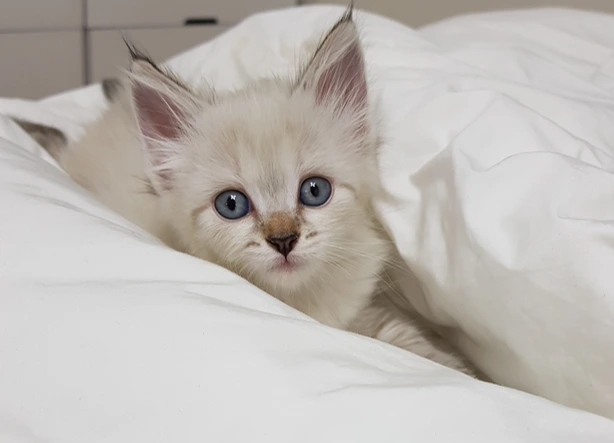 AD_4nXcw5pvEwuVnCLw9F5OR_9kVcLTLw3yOvHCpD-FYEVqcNZKGjrETAfoVdlfHQj5v0eO7FmWkyhtJnv2soLcrtgdSGhbHmPuzBz0TfGV4T-jtjoj_MNXBsayvpWSTBdplKY6ruQNCJwnm-FC82rPWx-2JsQo?key=4--ezmCAhc6qOavBiSQVbA