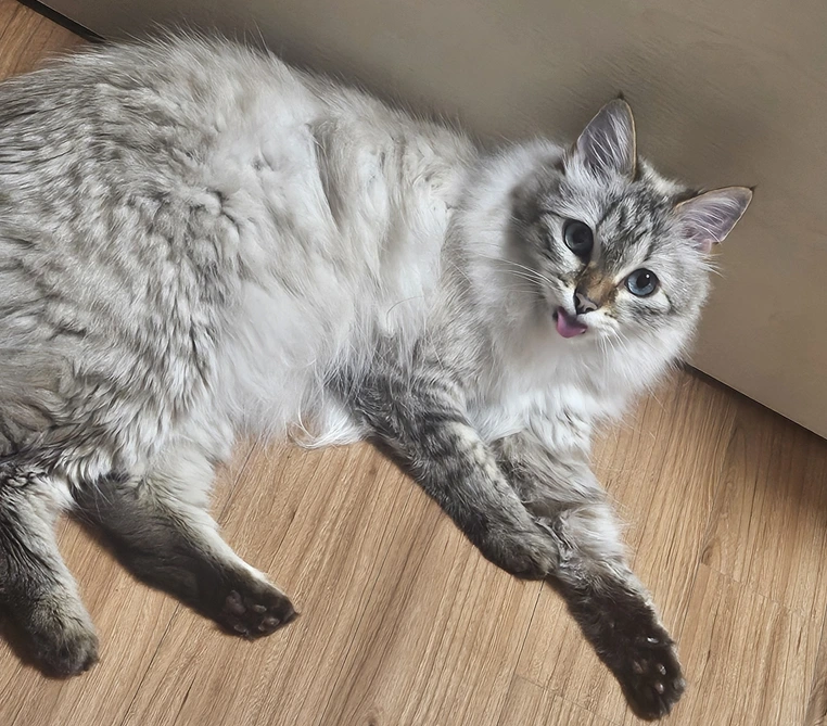 AD_4nXeJyq1nMu1HvLW4fwWccG_UEcSGCj8zTP7t5f46U5_drzcWUwJhs_Hhmq5WGPHU03k1XYEHqw_qLJjf3UDOfl-2zt7ZAp-mRuSRLOhXUZ16kXnfuJ3NpuUfmw_JUkDSlUV4isHhRInX7m1PrJw5pBgGzRtg?key=4--ezmCAhc6qOavBiSQVbA