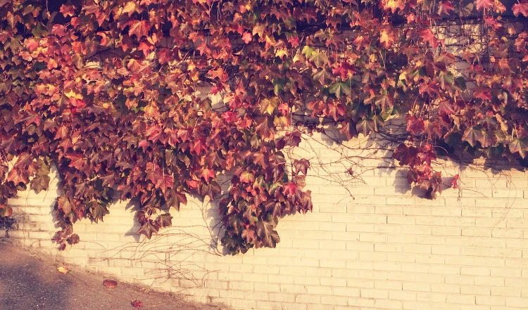 2633BB39544385C30EE87C