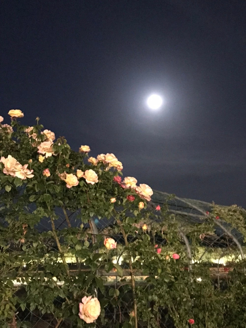 KakaoTalk_20220516_204017929_01.jpg?type=w1600