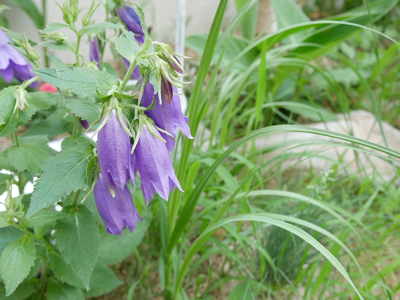 P1000392.JPG?type=w1600