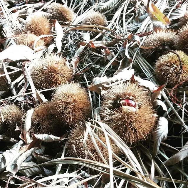 12080635_140595052960112_787310503_n.jpg?type=w1200