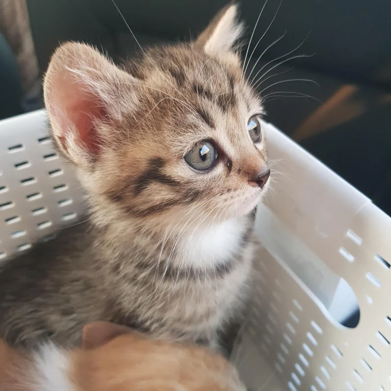 귀여운 우리집 고양이.JPG