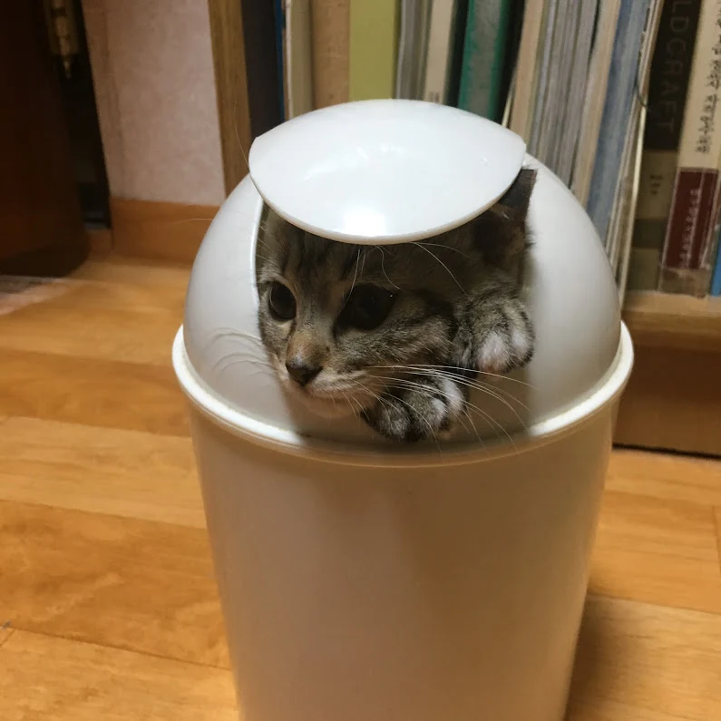 쓰레기통에 들어간 고양이.JPG