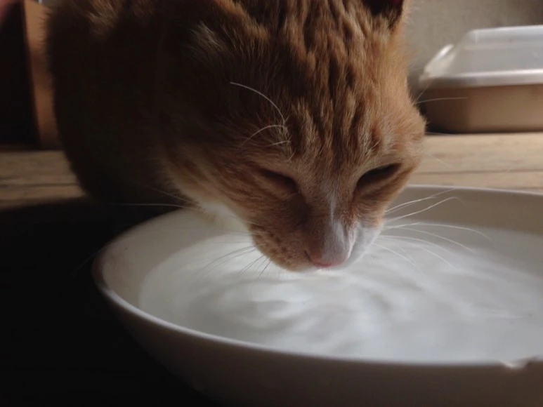 C1D409E6-33E3-42B0-A3CC-11960559253A.jpg?type=w773