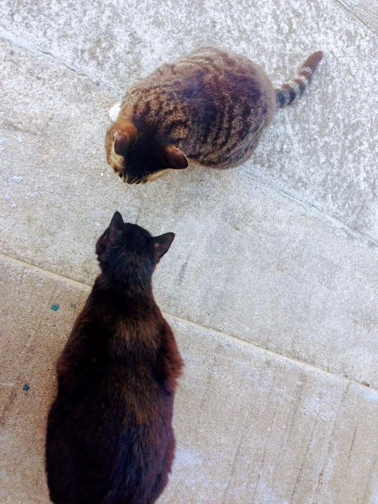 787802E1-C0F5-486C-AF5A-1B788618AE30.jpg?type=w773