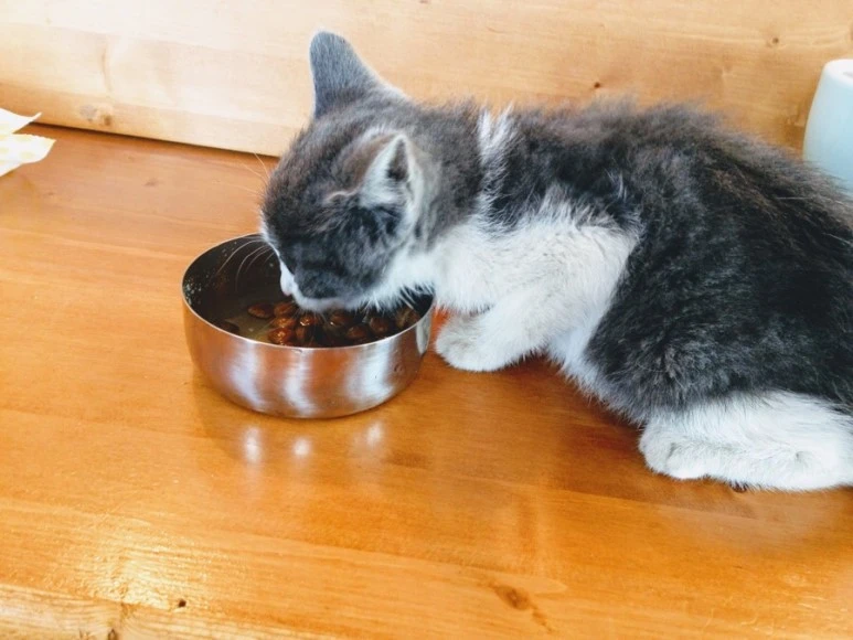 628ED26B-9ADB-436F-A8AF-30CF6596EDED.jpg?type=w773