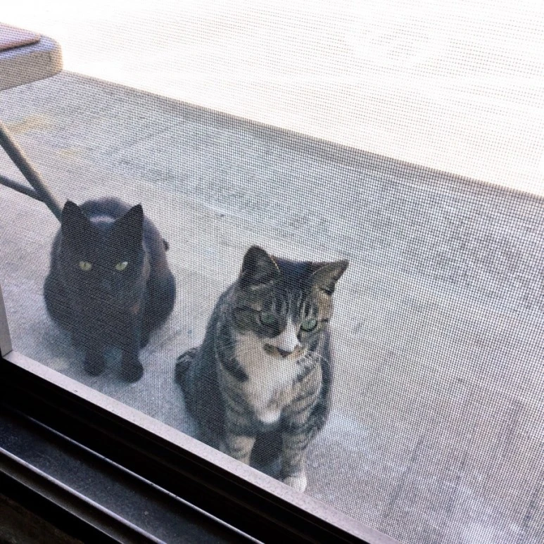 IMG_2232.jpg?type=w773