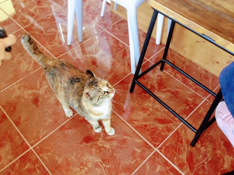 CFF0EA56-2AA4-4B92-ACA9-4253C13197FD.jpg?type=w773