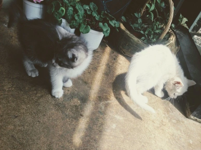 A4D26EFF-970E-4A08-93B5-3ADD2B1B002A.jpg?type=w773