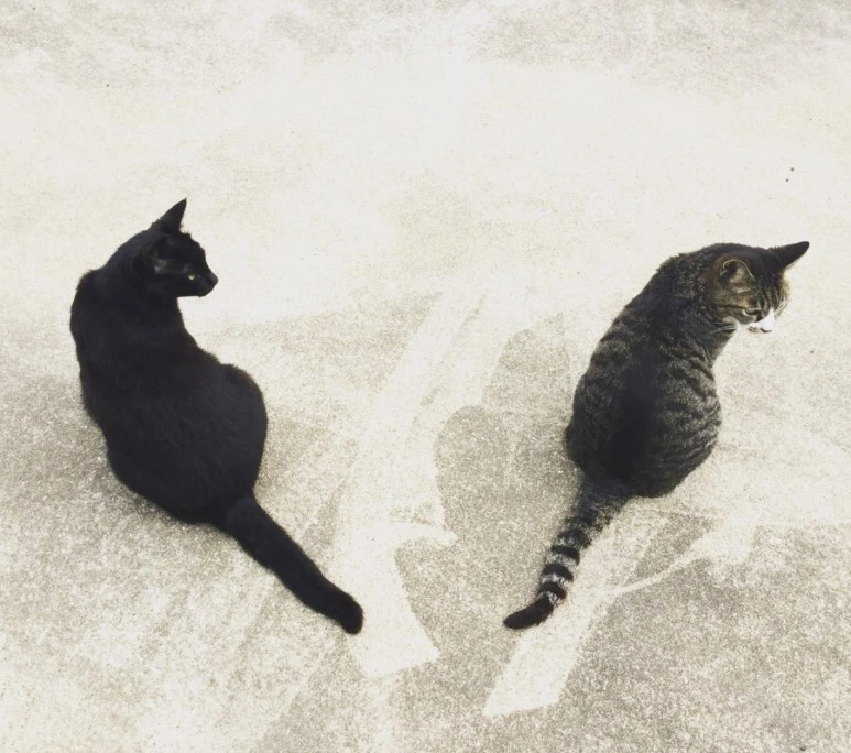 IMG_2461.jpg?type=w773