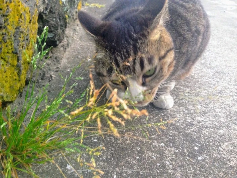 F3276278-463D-4B92-852A-B069E9C14DD8.jpg?type=w773