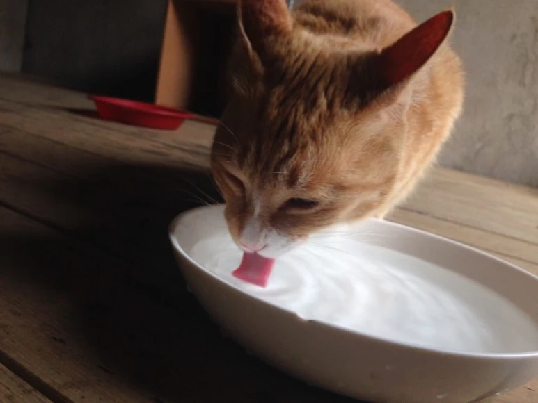 717C5B16-0584-4887-8559-A3A9AF8E150F.jpg?type=w773