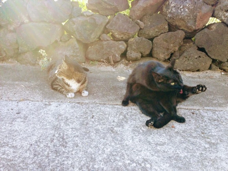 A05C0FE8-1109-43A3-ACF2-6094B65660C5.jpg?type=w773