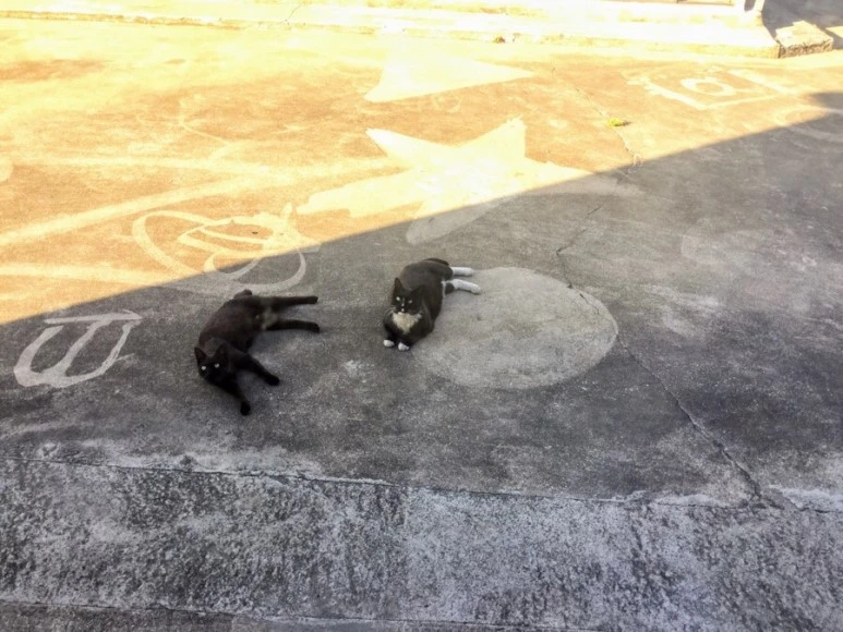 IMG_2235.jpg?type=w773