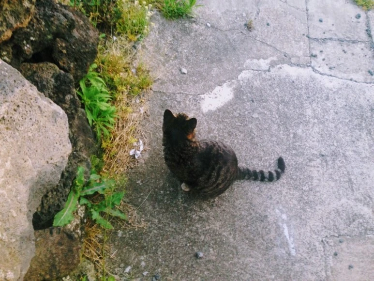 5AEB0D91-CE2C-48AE-B4D1-DB51757339F9.jpg?type=w773