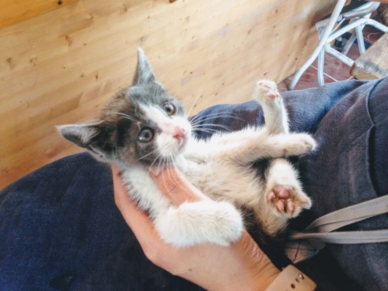 6E0A2766-D7BC-4517-948B-4D539DF0976B.jpg?type=w773